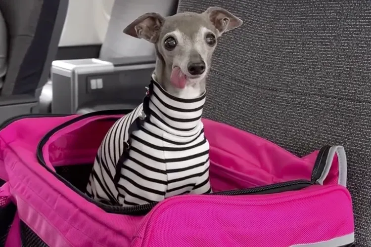 Internet-famous fashion dog Tika the Iggy has d!ed at age 14