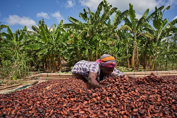 US ends 15% tariff on Ghanaâ€™s Cocoa and Farm exports