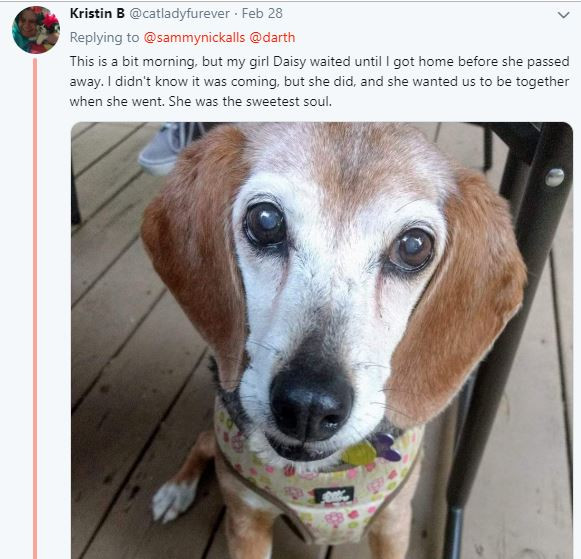 Twitter users share the sweetest and heartwarming?things their pets have done for them