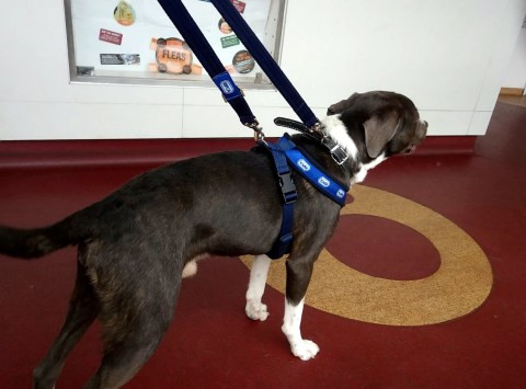 Woman jailed for 16 weeks after abandoning her pets without food, forcing her dog to eat her cats (photos)