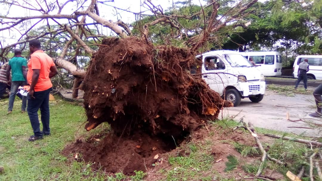 Eight escapes death as huge tree falls on commercial bus in Calabar