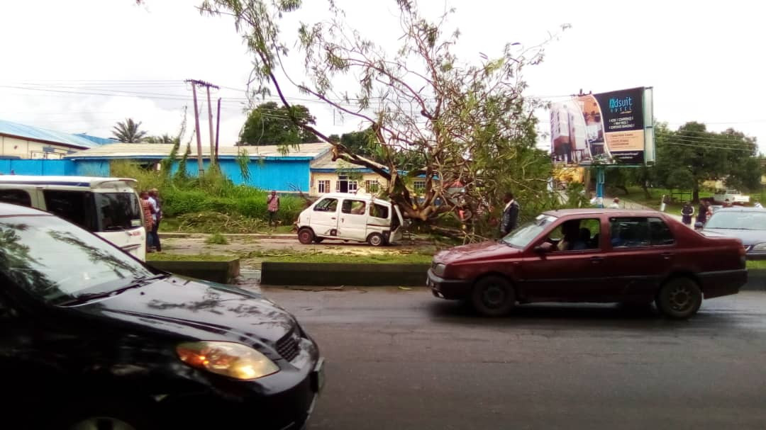 Eight escapes death as huge tree falls on commercial bus in Calabar