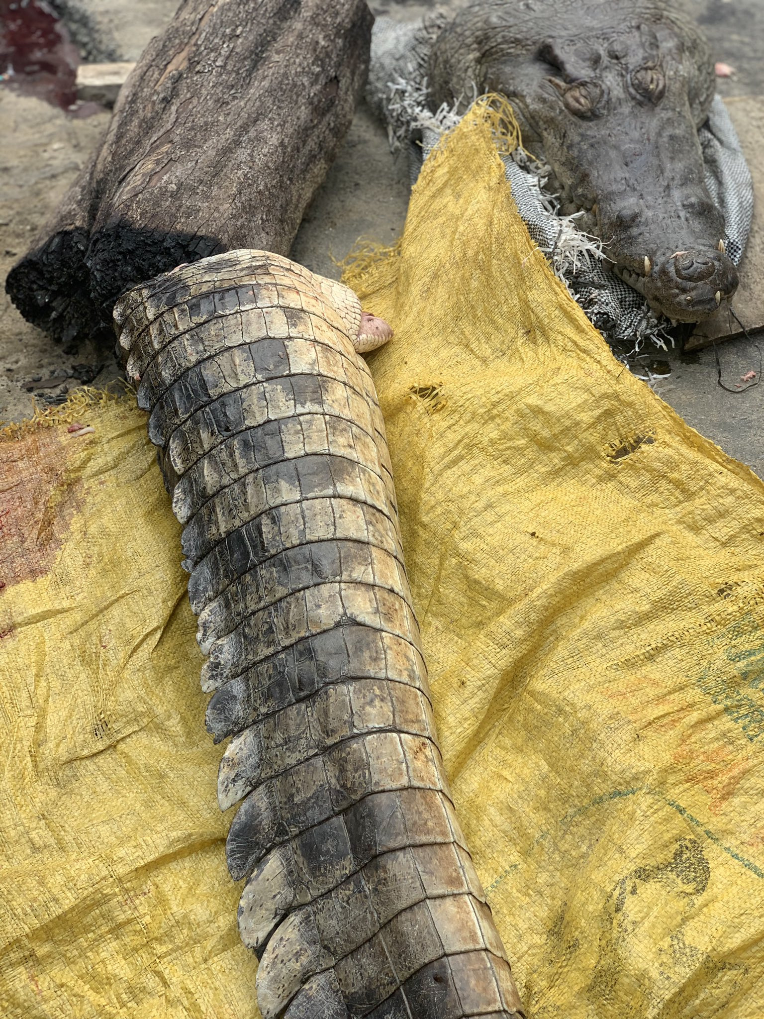 Crocodile killed in Lagos (photos)