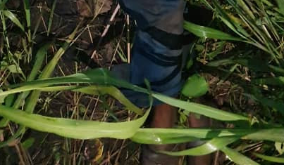 Two armed robbery suspects shot dead during an operation in Ogun (graphic)