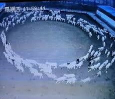 Mystery as flock of sheep have been walking around in circles for 12 days straight in China