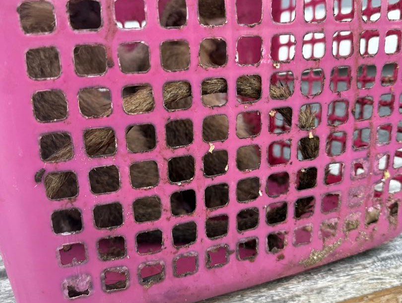 Customs foils wildlife trafficking, rescues lion cub and monkeys