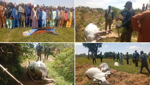 Herdsman and 36 cows shot d3ad in Plateau