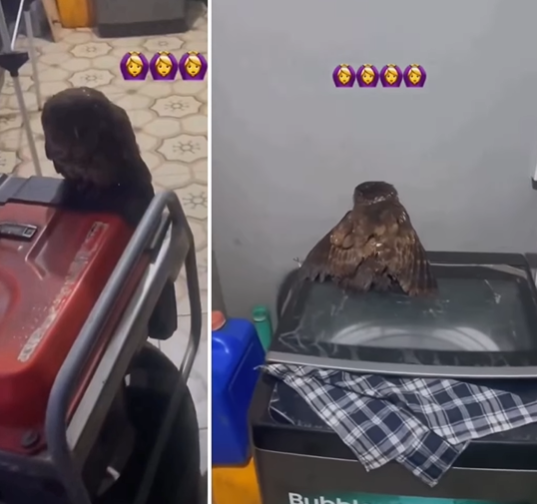 God has arrested you. Holy Ghost fire!- Nigerian woman enters prayer mood after owl wanders into her apartment (video)