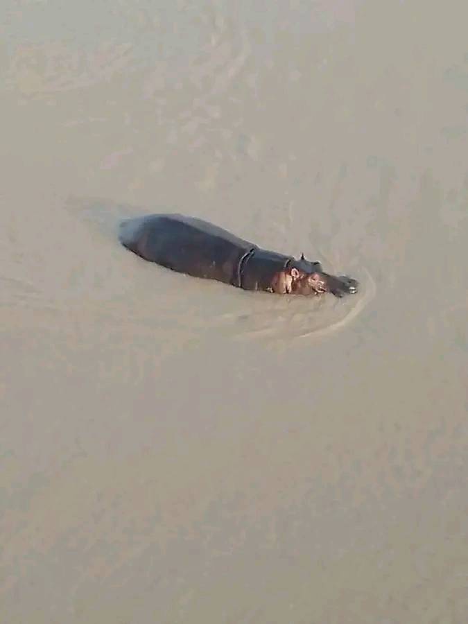 These wild animals have instilled fear among residents - Gombe lawmaker begs FG for protection after hippopotamus attacked canoe and k!lled young man