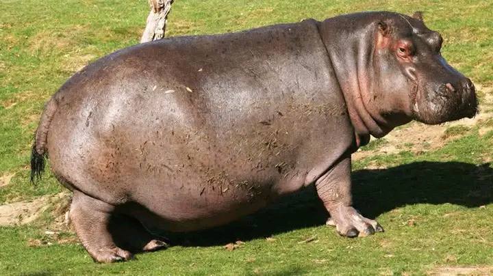 These wild animals have instilled fear among residents - Gombe lawmaker begs FG for protection after hippopotamus attacked canoe and k!lled young man