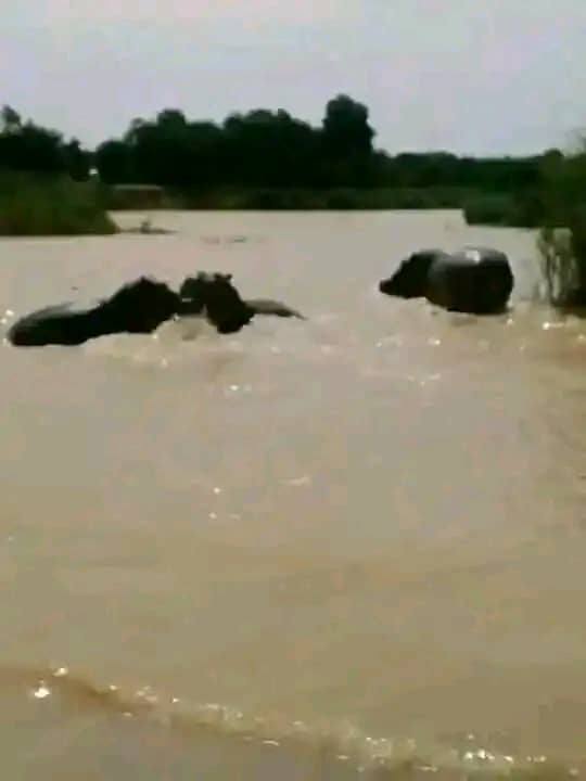 These wild animals have instilled fear among residents - Gombe lawmaker begs FG for protection after hippopotamus attacked canoe and k!lled young man