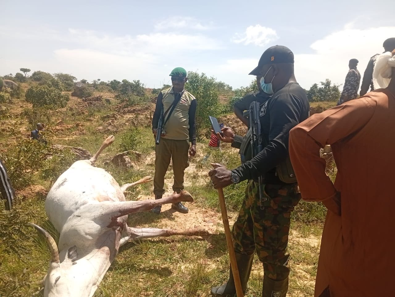 Herdsman and 36 cows shot d3ad in Plateau