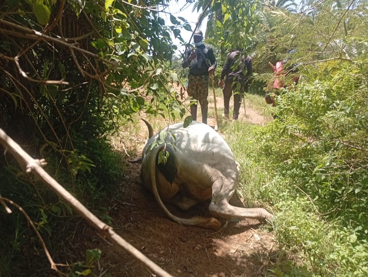 Herdsman and 36 cows shot d3ad in Plateau