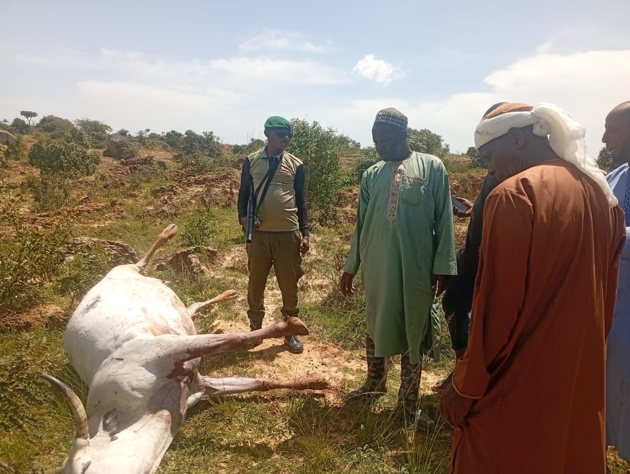 Herdsman and 36 cows shot d3ad in Plateau