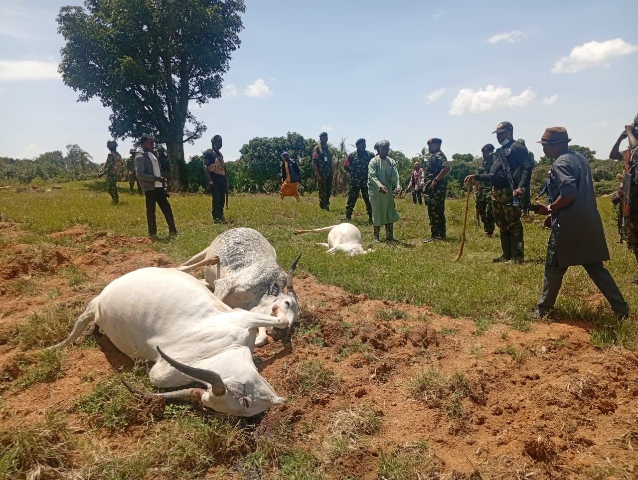 Herdsman and 36 cows shot d3ad in Plateau