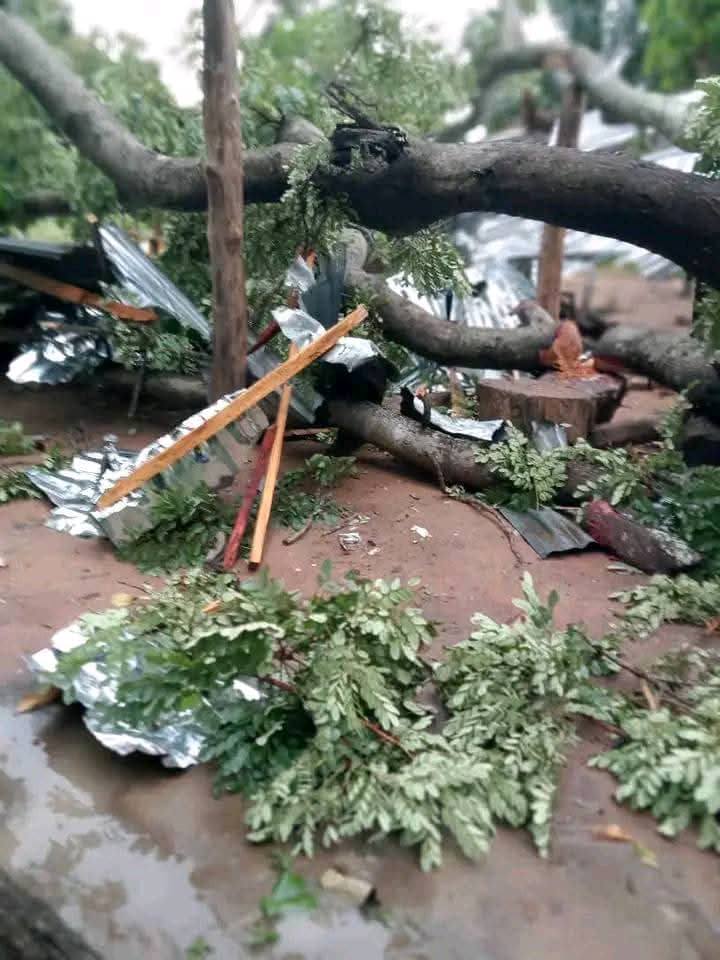 Falling tree k!lls one, injures seven in Benue community