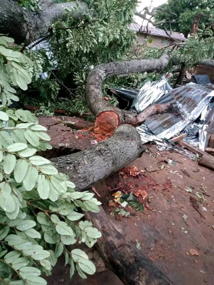 Falling tree k!lls one, injures seven in Benue community