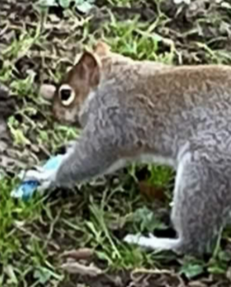Squirrels now âvapingâ as pictures snapped in parks show them with e-cigarettes